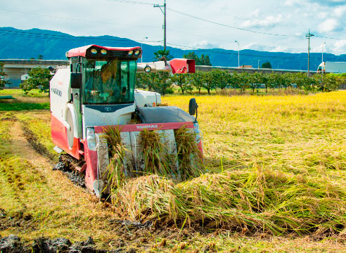 稲刈り